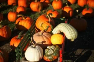 Familias disfrutan de Oma’s Pumpkin Patch en San Diego con calabazas y actividades comunitarias de otoño
