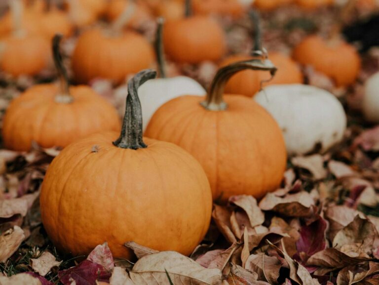 Vista de Bates Nut Farm en Valley Center durante el otoño, con calabazas, laberinto de paja y niños disfrutando de actividades al aire libre