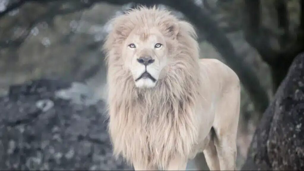 Louie, el león rescatado, en su hábitat protegido del santuario Lions Tigers & Bears en California.