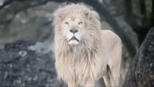 Louie, el león rescatado, en su hábitat protegido del santuario Lions Tigers & Bears en California.