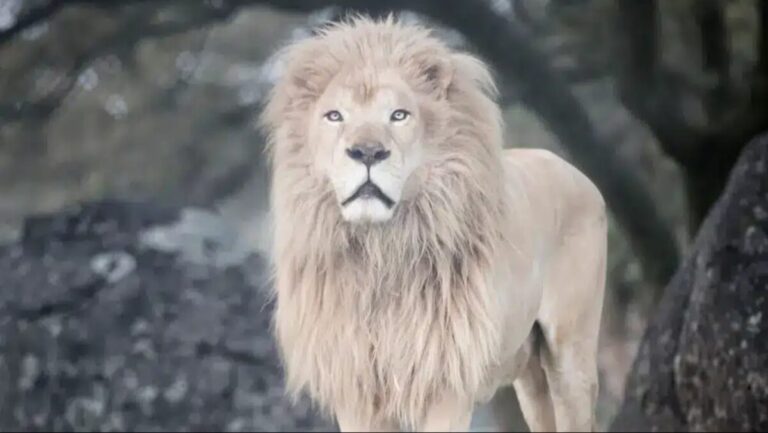 Louie, el león rescatado, en su hábitat protegido del santuario Lions Tigers & Bears en California.