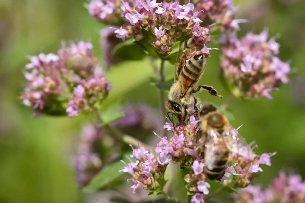 Fotografía editorial de protección de animales en México con enfoque en cultura y sostenibilidad para comunidad latina en San Diego