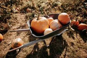 Familias latinas disfrutan campos de calabazas cerca de San Diego con actividades culturales