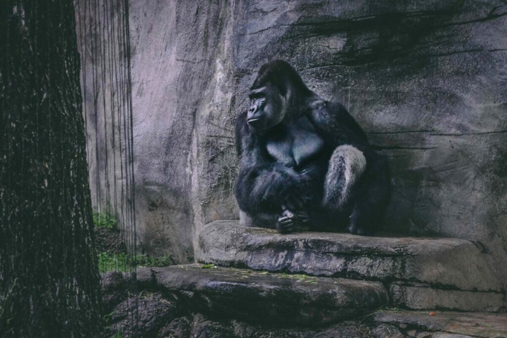 Gorila en el Zoológico de San Diego frente a cristal de seguridad agrietado