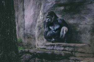 Gorila en el Zoológico de San Diego frente a cristal de seguridad agrietado