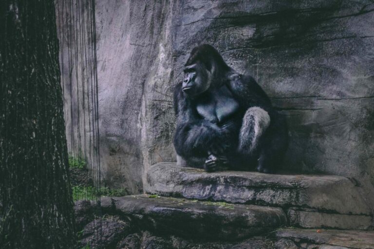 Gorila en el Zoológico de San Diego frente a cristal de seguridad agrietado