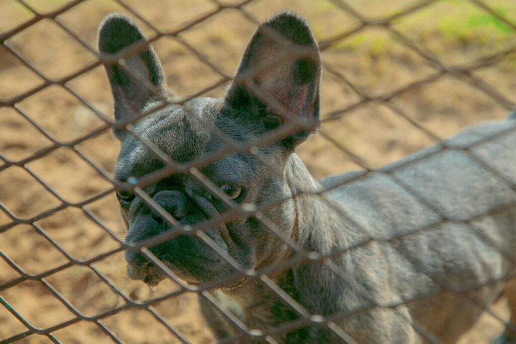 Animales en refugios de San Diego enfrentan saturación por falta de adopciones, crisis que podría llevar a eutanasias.