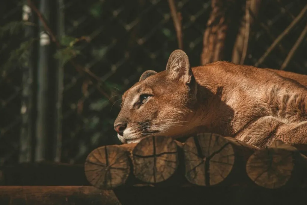 Pumas huérfanas liberadas cerca de Ramona tras rehabilitación en San Diego, símbolo de conservación y resiliencia en la región
