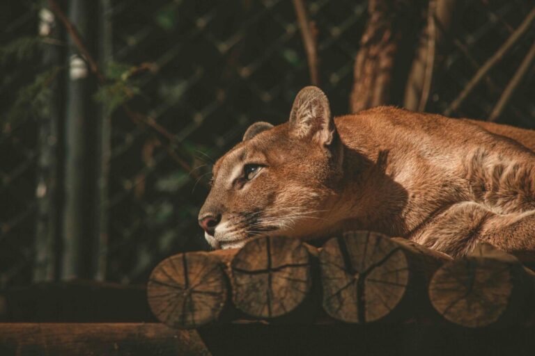 Pumas huérfanas liberadas cerca de Ramona tras rehabilitación en San Diego, símbolo de conservación y resiliencia en la región