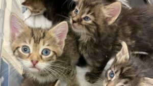 Personal de la Humane Society rescata gatos en el centro de San Diego y les brinda atención veterinaria antes de su adopción.