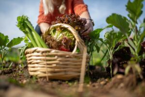 Agricultores latinos cosechando vegetales frescos en campos de San Diego bajo el sol