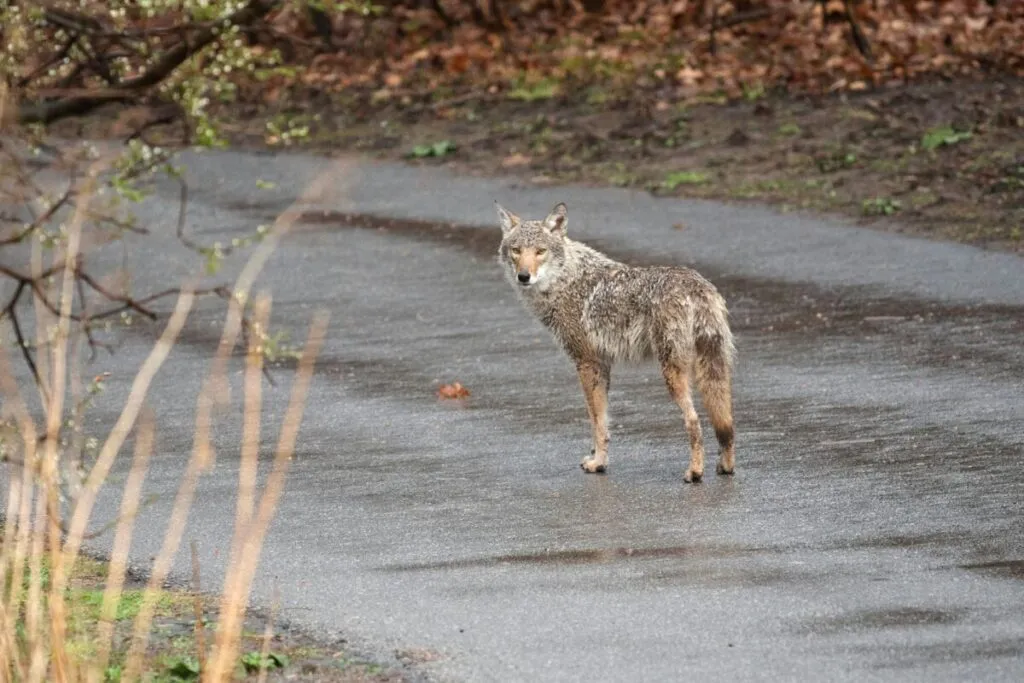 Representación editorial de un ataque de coyote a niña latina en zona urbana de California