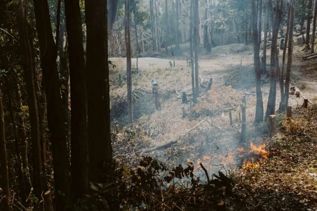 Paisaje con vegetación quemada tras incendio forestal en el condado de San Diego, cerca de la frontera con México