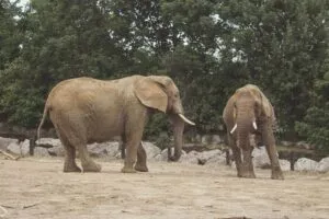 Representación artística del nuevo Elephant Valley, un hábitat para elefantes en el Safari Park de San Diego