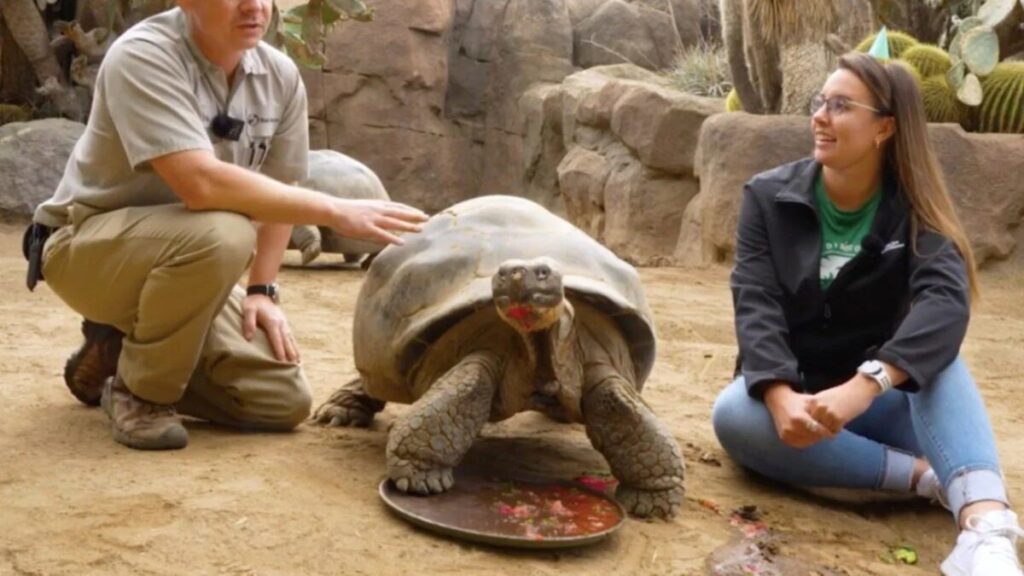 Gramma tortuga en San Diego Zoo como figura clave de conservación local