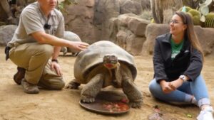 Gramma tortuga en San Diego Zoo como figura clave de conservación local