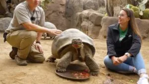 Gramma tortuga en San Diego Zoo como figura clave de conservación local