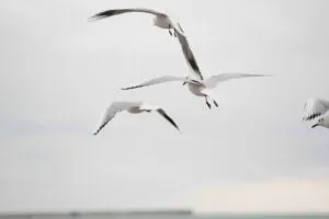 Fotografía de ráfagas de viento en zonas urbanas de Baja California con árboles inclinados y cielo despejado