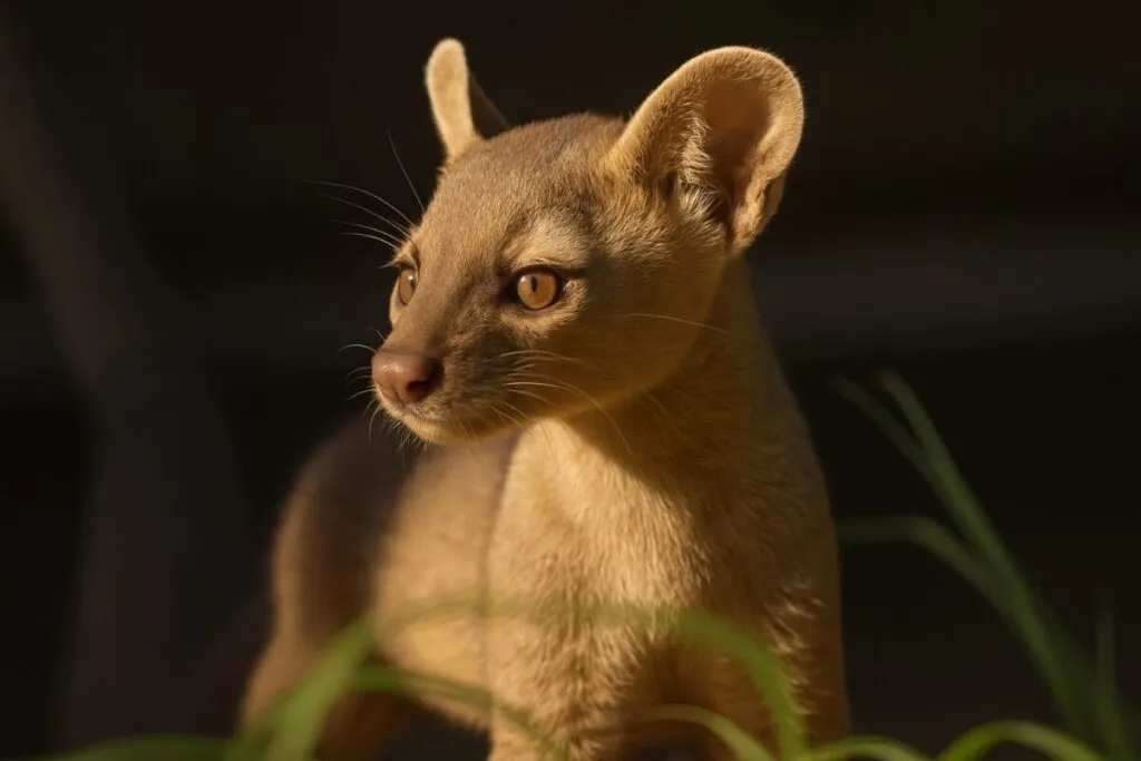 Tres crías de fosa malgache nacen en el Zoológico de San Diego, fortaleciendo la conservación de especies
