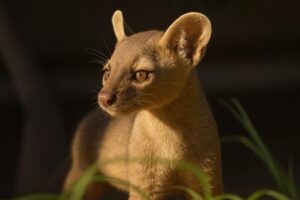 Tres crías de fosa malgache nacen en el Zoológico de San Diego, fortaleciendo la conservación de especies