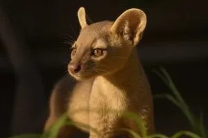 Tres crías de fosa malgache nacen en el Zoológico de San Diego, fortaleciendo la conservación de especies