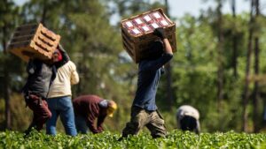 California refuerza inspecciones para proteger a farmworkers menores, con operativos conjuntos y datos compartidos entre agencias.