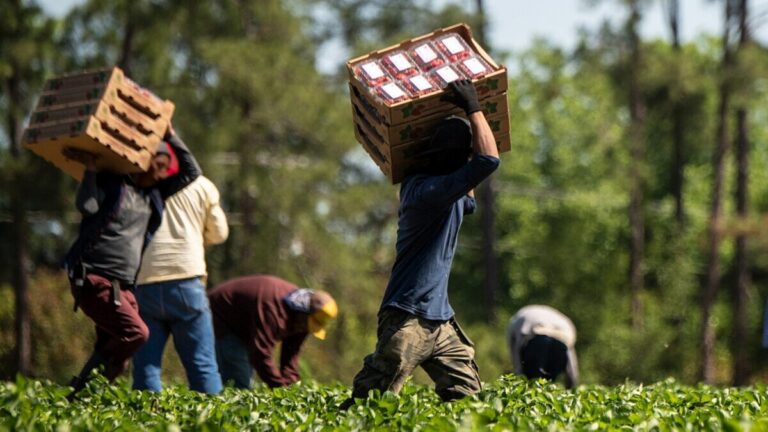 California refuerza inspecciones para proteger a farmworkers menores, con operativos conjuntos y datos compartidos entre agencias.