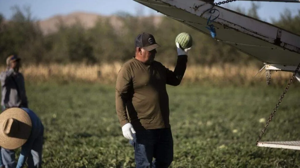 Trabajadores agrícolas laboran en campos del Valle Central en medio del temor a deportaciones