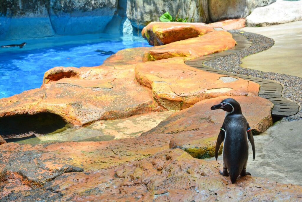 Pingüinos emperador caminando sobre nieve artificial en SeaWorld San Diego, captados por la cámara en vivo del parque