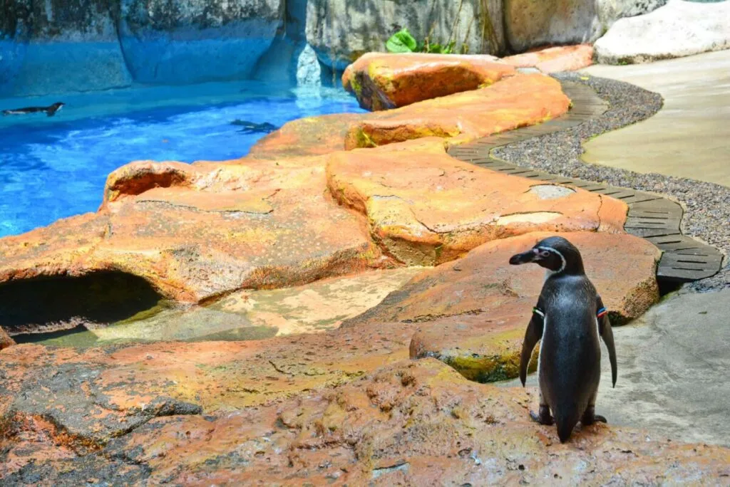 Pingüinos emperador caminando sobre nieve artificial en SeaWorld San Diego, captados por la cámara en vivo del parque