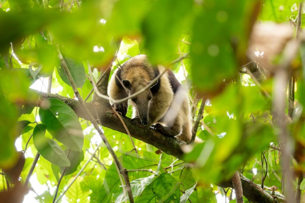 Osa hormiguera en el Zoológico de San Diego como parte de programa de conservación internacional