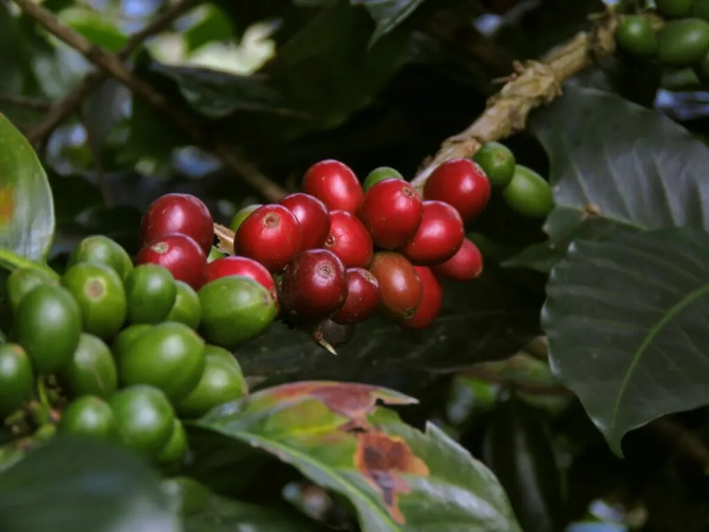 Granos de café mexicano recién cosechados, listos para exportación internacional