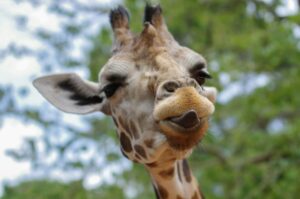 Jirafa Masai recién nacida junto a su madre en el Zoológico de San Diego, parte de su programa de conservación