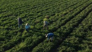 Disputa por el agua en California tras cambios federales que priorizan agricultura y generan tensión ambiental