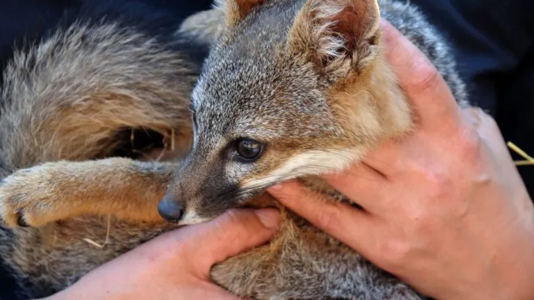 Especies en peligro protegidas por la Ley de Conservación en Estados Unidos