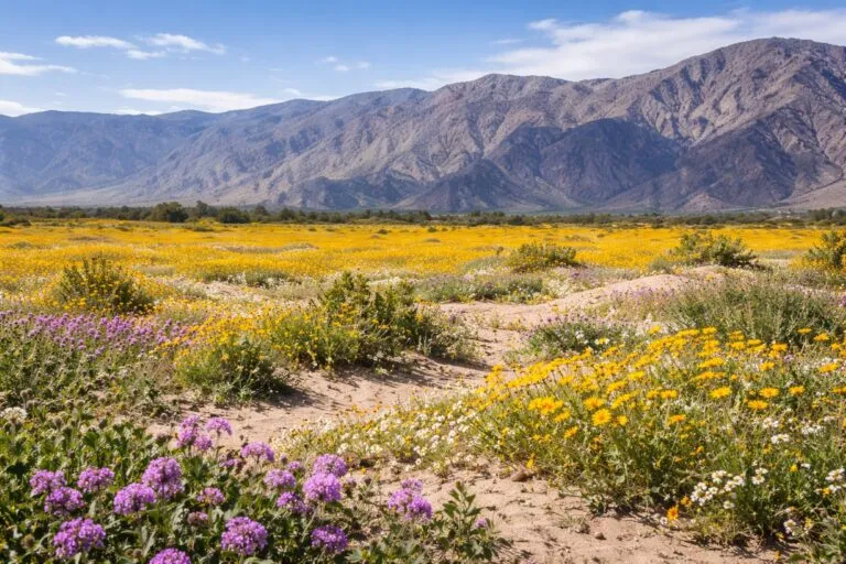 Vista del desierto de Anza-Borrego con flores silvestres floreciendo después de lluvias intensas en California