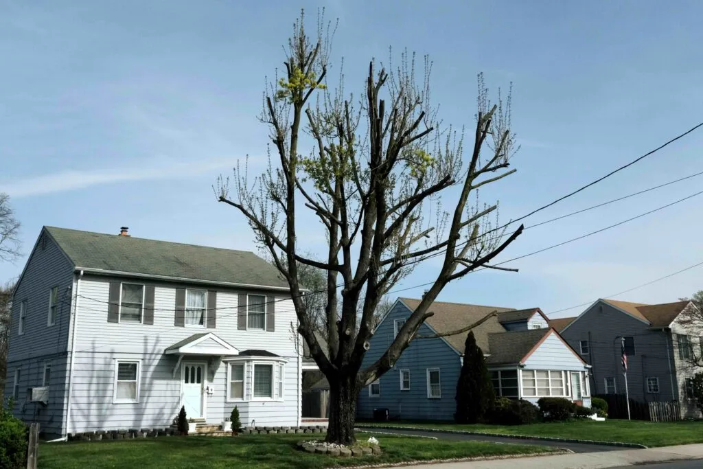 Cuadrillas municipales realizan mantenimiento de árboles urbanos en San Diego para prevenir accidentes por vientos fuertes