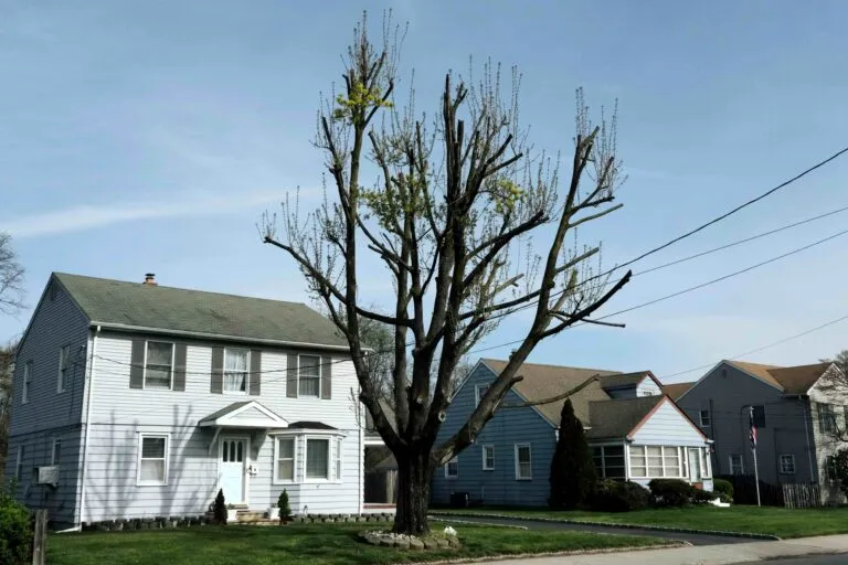 Cuadrillas municipales realizan mantenimiento de árboles urbanos en San Diego para prevenir accidentes por vientos fuertes