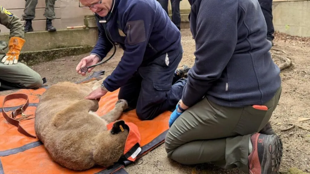 Puma de gran tamaño recorre un barrio exclusivo de San Francisco antes de ser capturado por autoridades