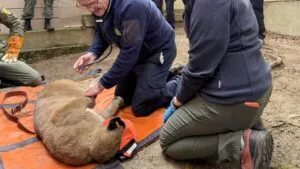 Puma de gran tamaño recorre un barrio exclusivo de San Francisco antes de ser capturado por autoridades