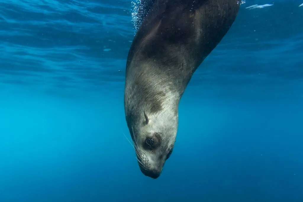 Foca de Guadalupe joven en rehabilitación dentro del centro de rescate marino de SeaWorld San Diego tras operativo en Silver Strand Beach