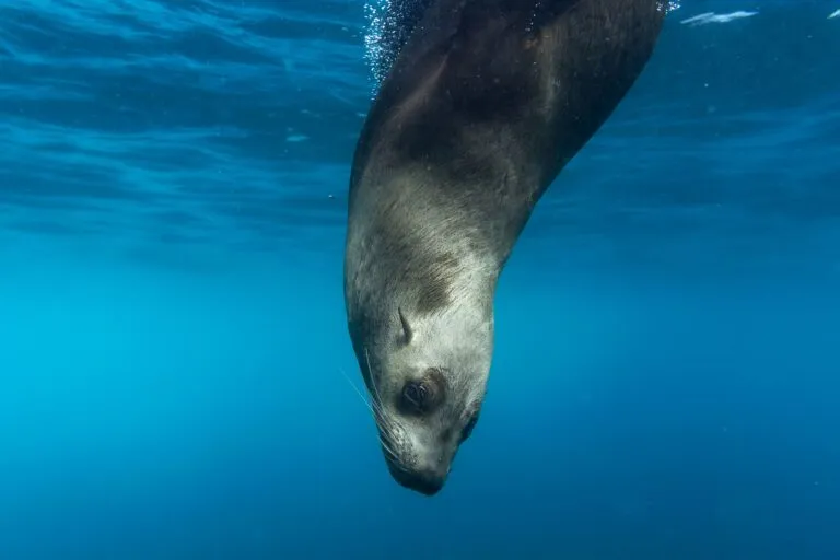 Foca de Guadalupe joven en rehabilitación dentro del centro de rescate marino de SeaWorld San Diego tras operativo en Silver Strand Beach