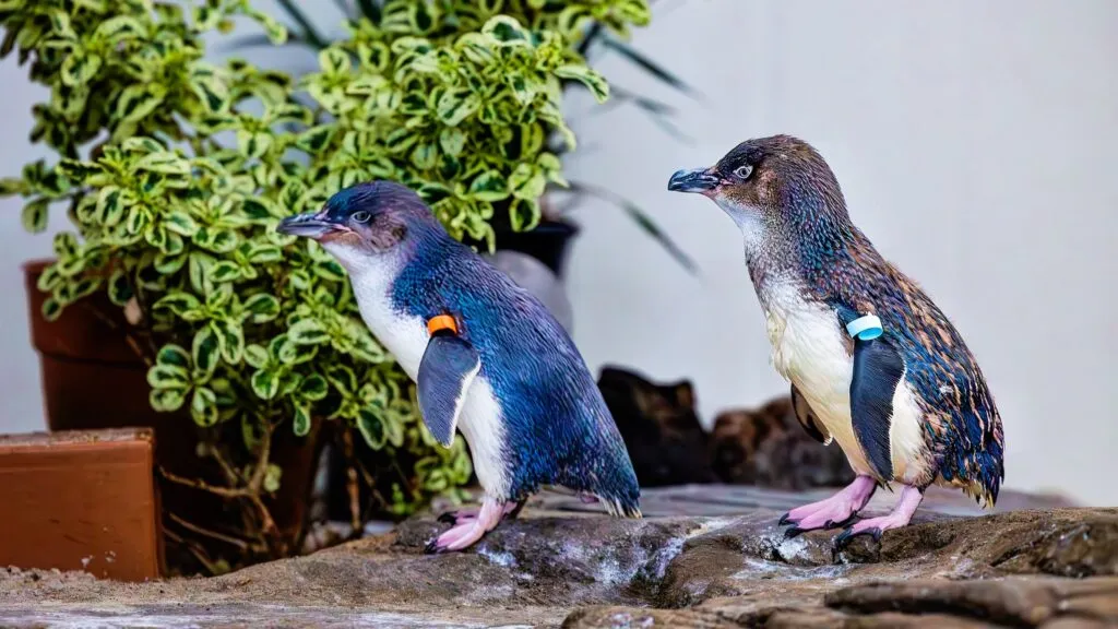 Pingüino Little Blue criado por sus padres en el hábitat de Birch Aquarium en San Diego
