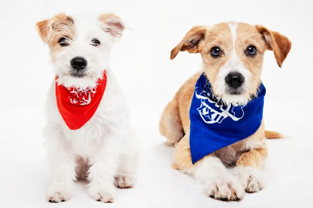 Remy y Leo, perros adoptados en San Diego, participan en el Puppy Bowl antes del Super Bowl LX