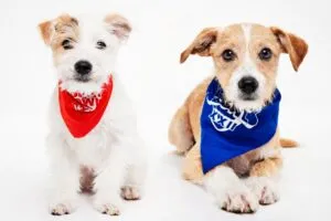 Remy y Leo, perros adoptados en San Diego, participan en el Puppy Bowl antes del Super Bowl LX
