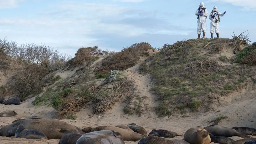 Elefantes marinos en playa de California tras detección de gripe aviar H5N1 en Año Nuevo State Park