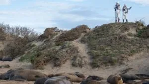 Elefantes marinos en playa de California tras detección de gripe aviar H5N1 en Año Nuevo State Park