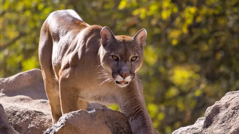 León de montaña en hábitat montañoso de California bajo nueva protección estatal por riesgo de fragmentación