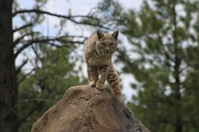 Lince rehabilitado en San Diego regresando a su hábitat natural tras cuidados intensivos