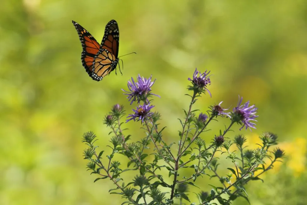 Evento San Diego Nature Day 2026 con liberación de mariposas en Mt. Helix Park y participación comunitaria